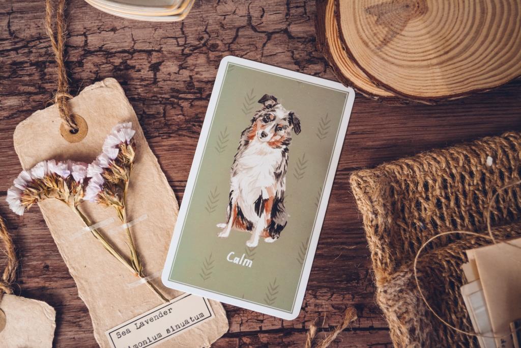 Brain Games for Dogs Card Deck - Image 7
