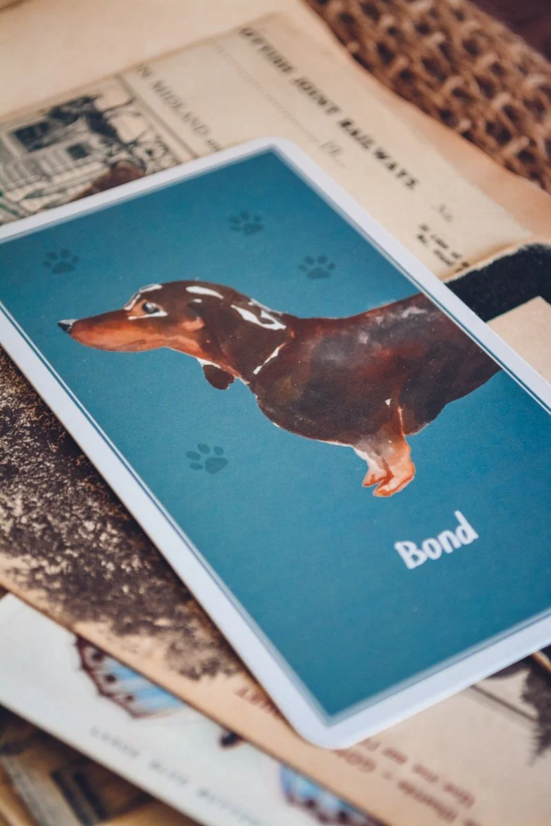 Brain Games for Dogs Card Deck - Image 8