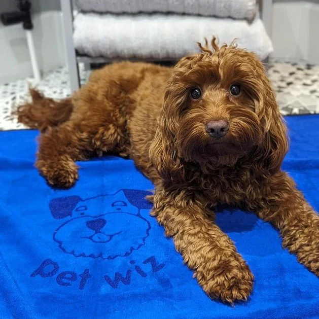 Microfibre Pet Towel, Extra Large - Image 6
