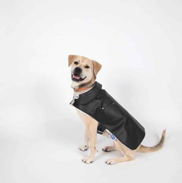 RSPCA Black Faux Leather Aviator Dog Jacket - Image 3