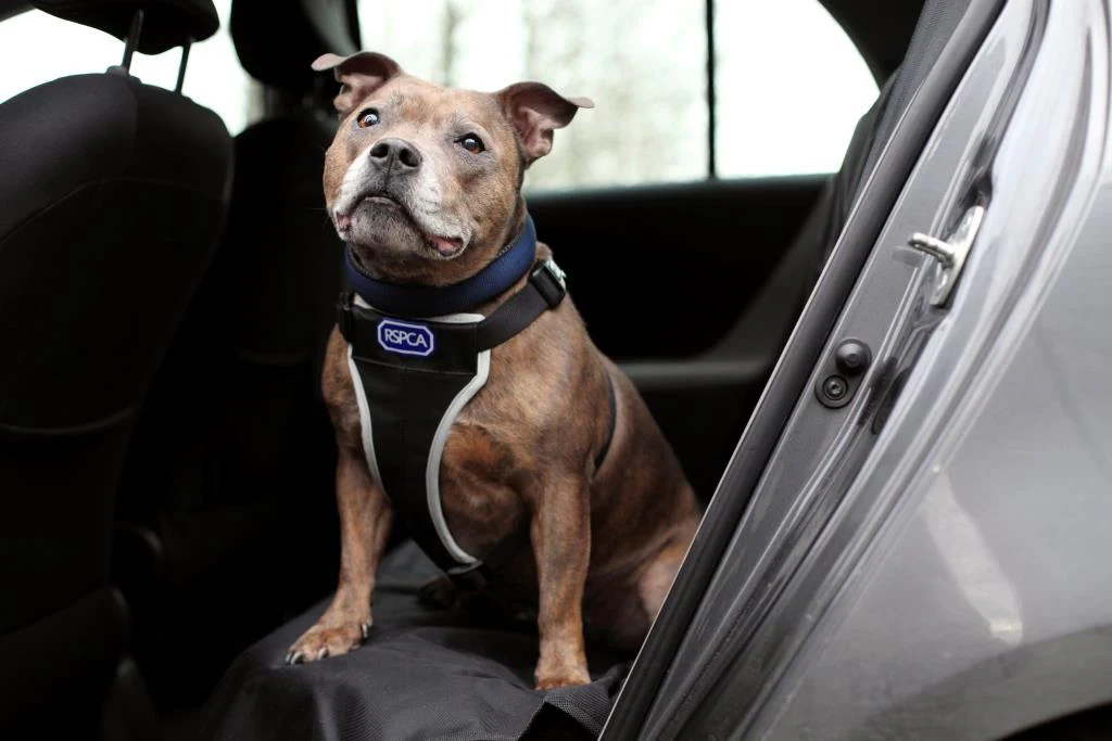 RSPCA Car Safety and Walking Harness - Image 3