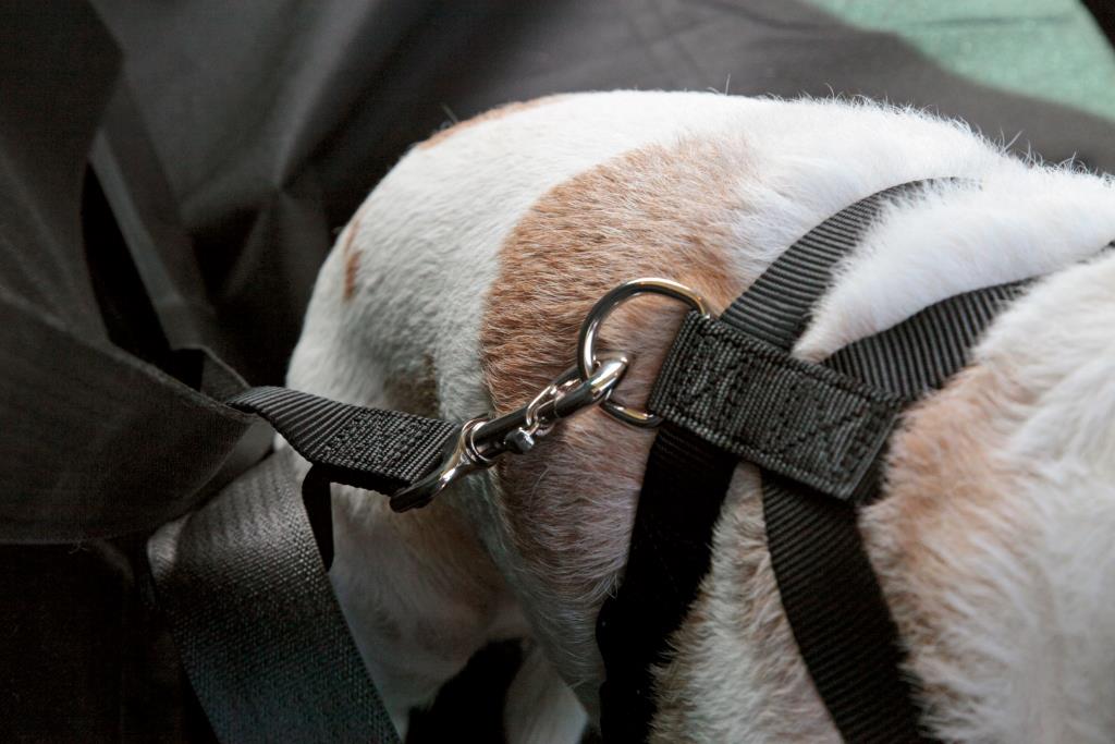 RSPCA Car Safety and Walking Harness - Image 4
