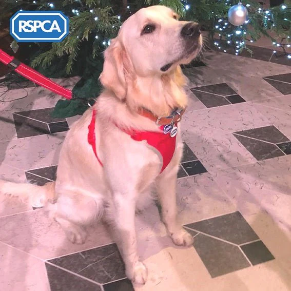 RSPCA Car Safety and Walking Harness - Image 6