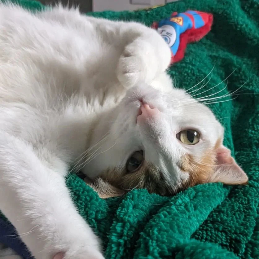The Incredible Nap Pet Blanket - Image 4