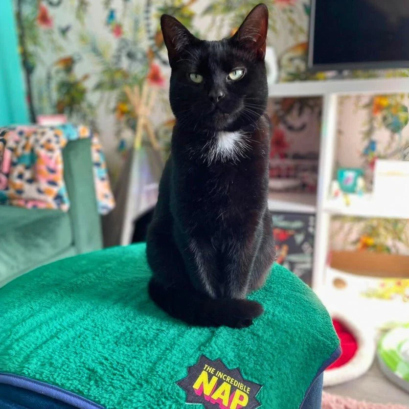 The Incredible Nap Pet Blanket - Image 6