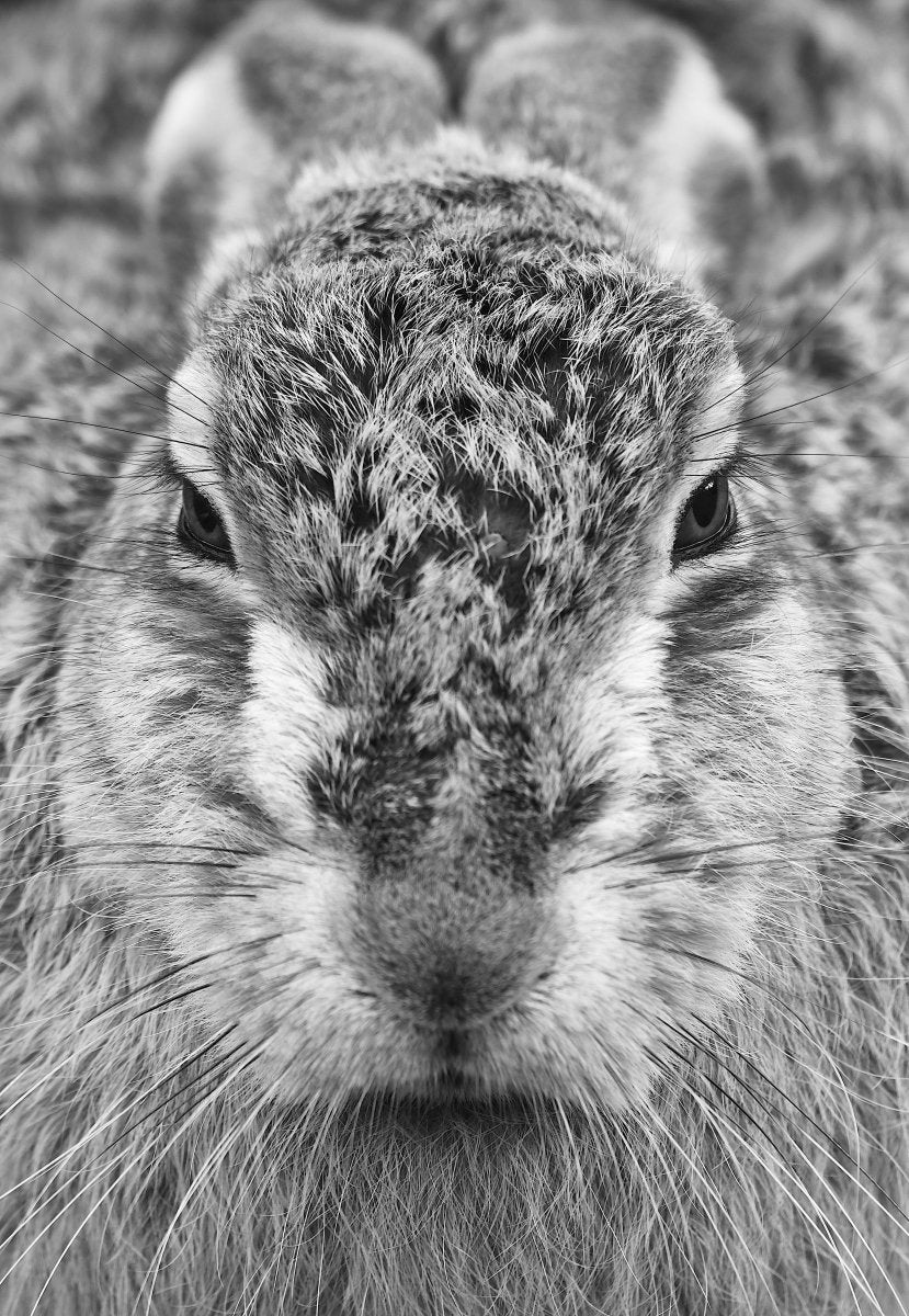 RSPCA Young Photographer Award Christmas Cards - Image 6